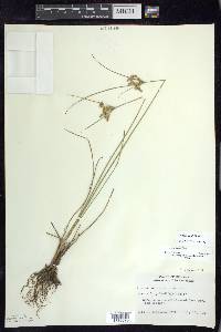 Juncus tenuis var. tenuis image