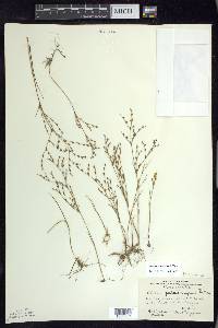 Juncus pelocarpus image