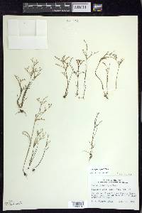 Juncus pelocarpus image