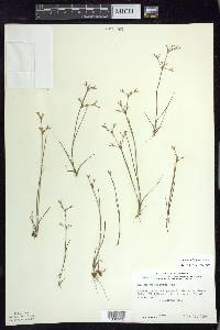 Juncus pelocarpus image