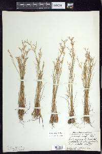 Juncus pelocarpus image