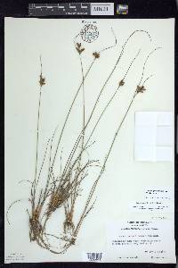 Juncus greenei image