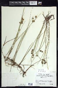 Juncus nodosus image