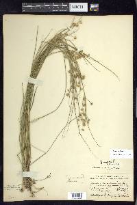 Juncus nodosus image