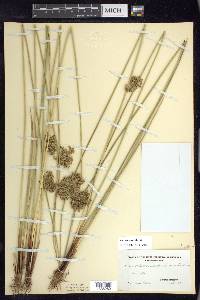 Juncus pylaei image