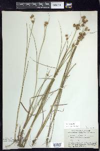 Juncus nodosus image