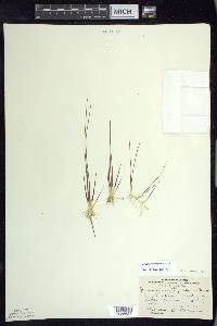 Juncus pelocarpus image