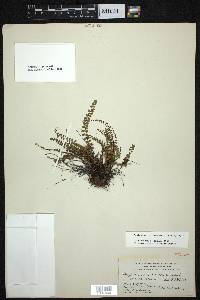 Asplenium trichomanes subsp. quadrivalens image