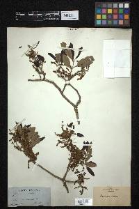 Quercus virens image