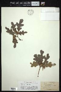 Quercus sinuata image