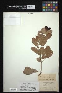 Quercus virens image