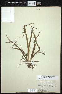 Vallisneria americana image