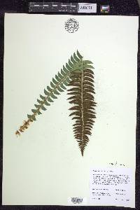 Polystichum lonchitis image