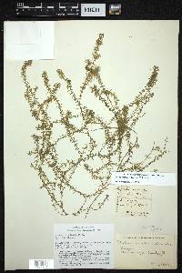 Elodea nuttallii image