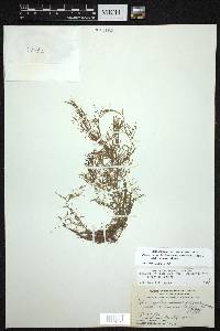 Potamogeton pusillus subsp. tenuissimus image