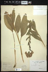 Solidago rigida image