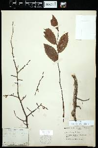 Ulmus alata image