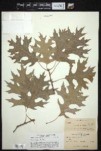 Quercus texana image