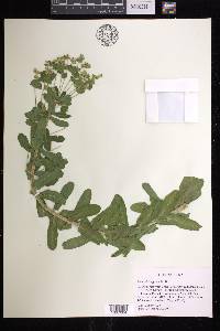 Euphorbia agraria image