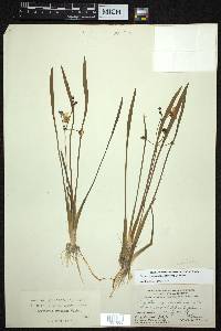 Sagittaria cristata image