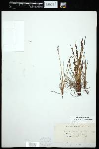 Sisyrinchium montanum image