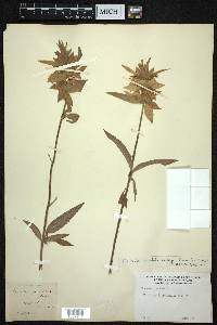 Monarda punctata subsp. villicaulis image