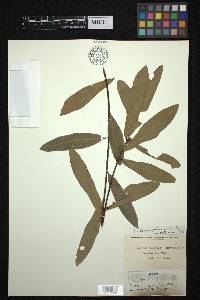 Quercus hemisphaerica image