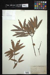 Quercus phellos image