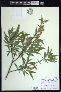 Salix petiolaris image