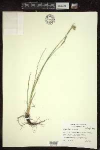 Sisyrinchium montanum image