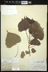 Populus deltoides subsp. deltoides image