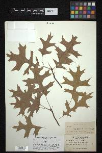 Quercus palustris image