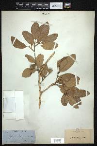 Quercus virginiana image