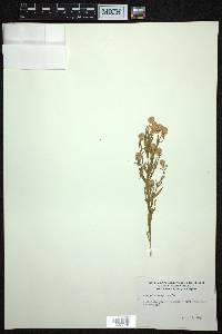 Polygala sanguinea image