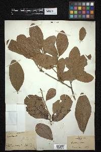 Quercus virens image