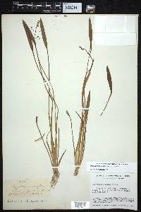 Sagittaria graminea image