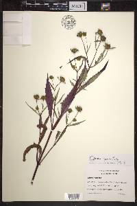 Bidens connata image