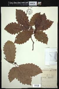 Quercus montana image