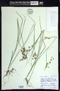 Juncus nodosus image