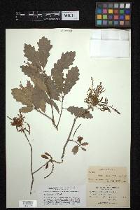 Quercus prinoides image