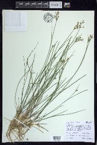 Juncus articulatus image