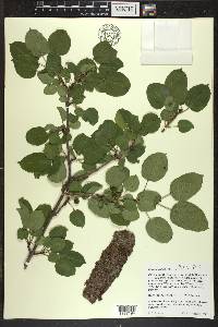 Rhamnus cathartica image