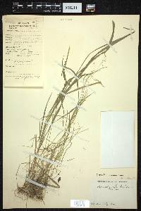 Agrostis pilosa image