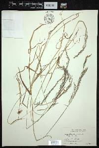 Agrostis micrantha image