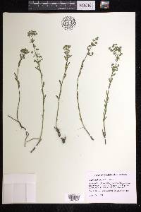 Euphorbia borealis image
