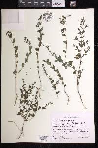 Chamaesyce hyssopifolia image