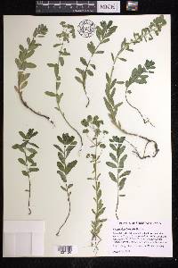 Euphorbia borealis image