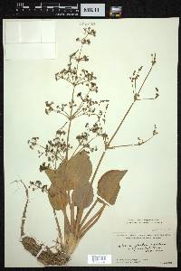 Alisma plantago-aquatica subsp. orientale image