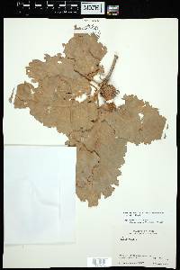 Quercus brantii image