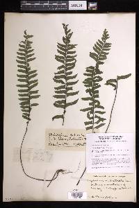 Asplenium unilaterale image